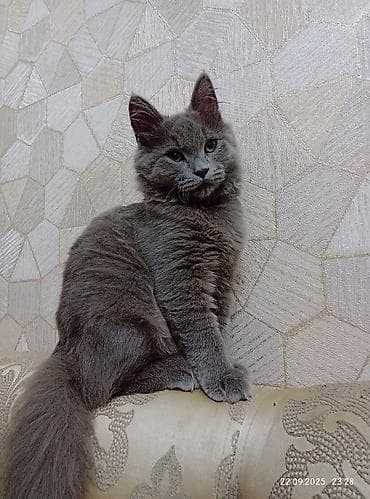 pişik aliram: Britan, Erkək, Cütləşmə üçün — 5