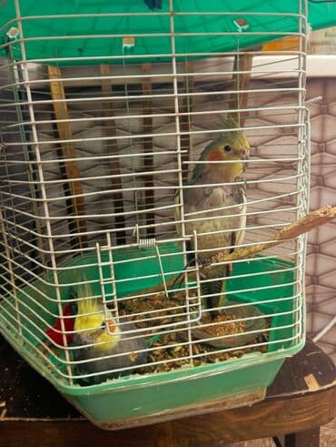 Növ: Nimfa (Cockatiel) tutuquşuları – cüt Rənglər: sarı-boz tonlarda