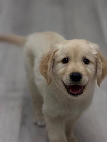 itle: Retriever, 2 ay, Dişi, Pulsuz çatdırılma — 1