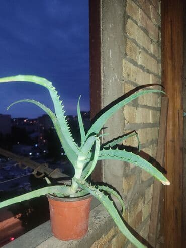 где купить алоэ вера: Aloe vera otaq bitkiləri - Dekorativ və faydalı sukulentdir — 2