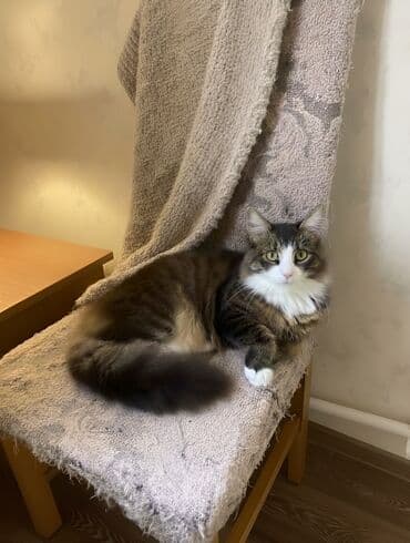 zvonok it satisi: Erkək, Yaxşı əllərə — 2