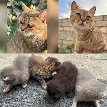 koşka: Britan, Dişi, Yaxşı əllərə — 1