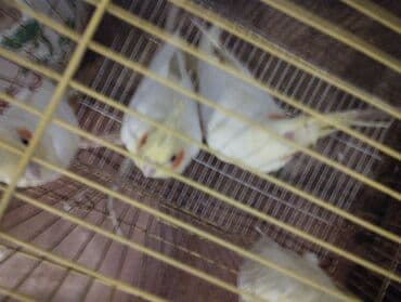 quş şəkilləri: Məhsul: Kakadu nimfa papağanları (Cockatiel) Təsvir: - Şəkillərdə — 4