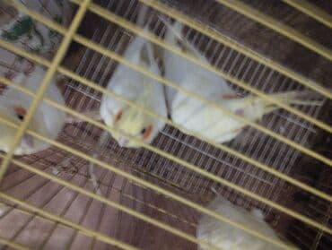 sultan tutuquşu: Məhsul: Nimfa (Cockatiel) tutuquşuları – ağ/sarı rəngli, yanaqlarda — 2