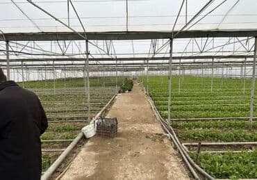 qaxda obyekt satilir: Tecili obyekt satilir!!! Zire Qesebesi, Qishlaqda 2 hektar 20 sot ve — 1