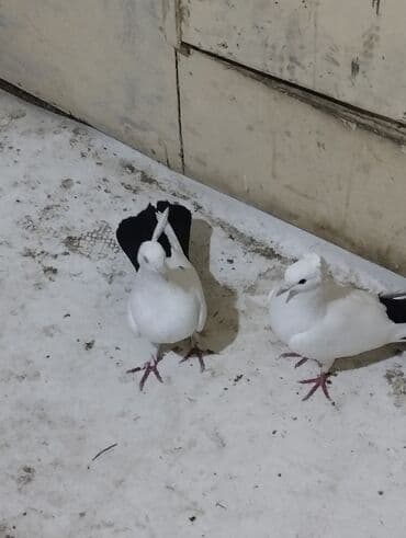 Bülbüllər: 15tuk kekilli erkey deste webeke. 12 tuk maya deste qara quyruq. cut — 4