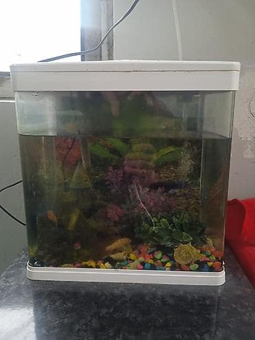 akvarium: Akvaryum dəsti – kompakt, qapaqlı model - Şəffaf divarlı, ağ rəngli — 1