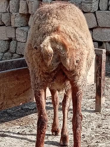 Digər heyvanlar: Qoyun satılır yaşdı qoyun du boğazdi yelindidi — 6