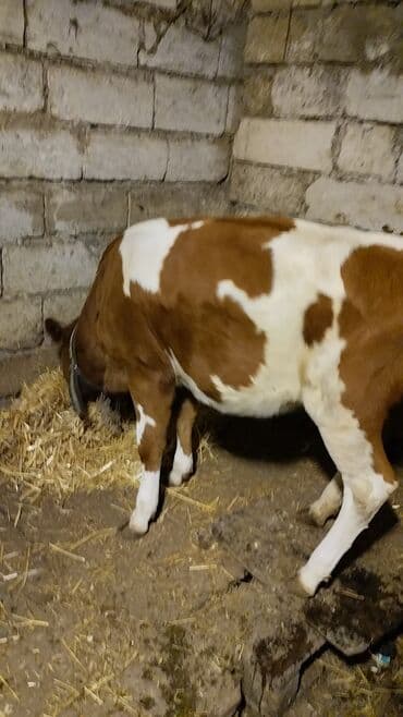 cins dana: Məhsul: İnək (iribuynuzlu heyvan) Xüsusiyyətlər: - Rəng: Ağ-krem — 7