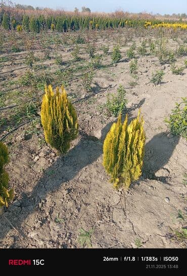 Limonni yolka – dekorativ iynəyarpaq kol və ağaclar - Növlər: qızılı