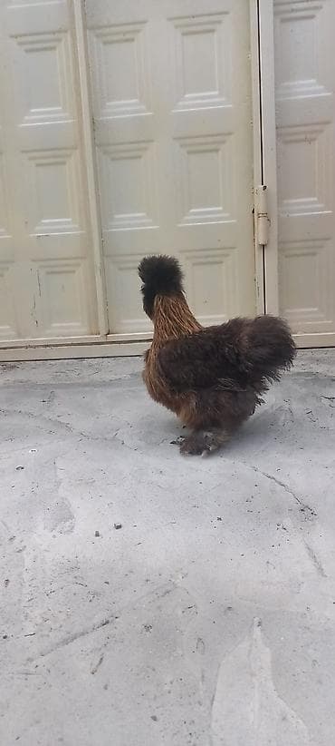 naxcivan heyvan elanlari: PonPon fərə 50 azn.barter var baxır təklifə — 5