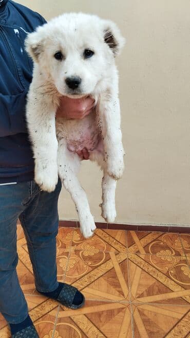 bala afçarka: Alabay, 2 ay, Dişi, Peyvəndli, Ünvandan götürmə — 2