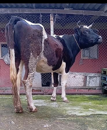 Digər kənd təsərrüfatı heyvanları: Salam qardaşlar belə bir duye satıram 2ci qarına 5ayliq boğaz di 1ci — 4