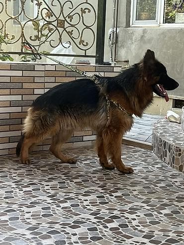 it ucun paltarlar: Alman çoban iti, 1 il, Erkek, Cütləşmə üçün — 3