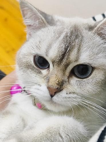 imisli yemi: Britan, Dişi, Yaxşı əllərə, Ünvandan götürmə, Ödənişli çatdırılma — 2