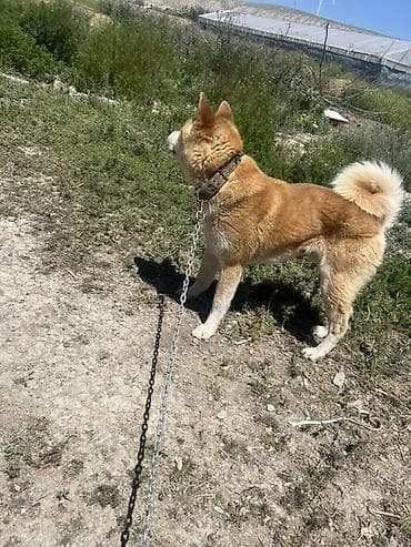 Akita-inu — 7