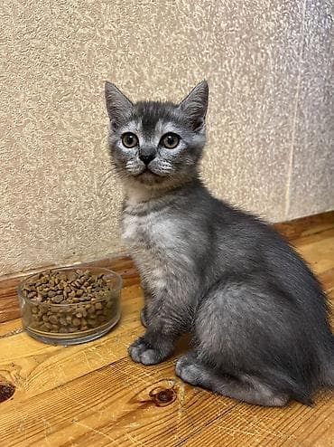 avcarka satisi: Temiz qan Oglandi 15.11.25 dogulub. Qum terbiyesi yeme oyredilib. Oz — 1