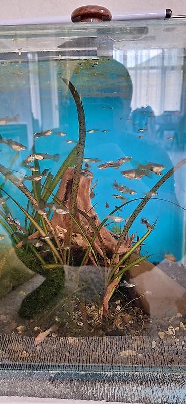 ev heyvanları it: Quppi, Sülhsevər, Ünvandan götürmə — 5