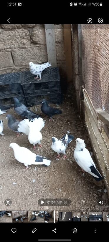 Göyərçinlər: Ev göyərçinləri – bir qrup müxtəlif cinslər: - Qartopu kimi ağ — 6