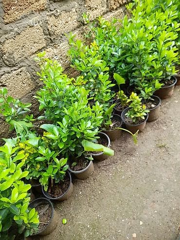 etotu bitkisi: Həmişəyaşıl dekorativ kollar – qabda əkilmiş - Bitki tipi: dekorativ — 3