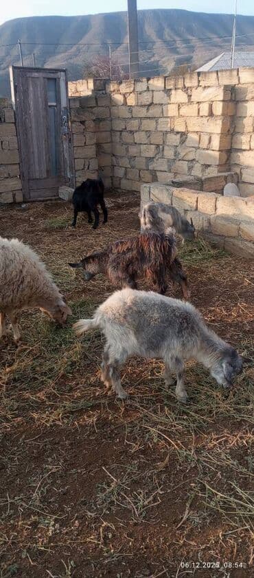 cuceye verilen adlar: Keçi və çəpişlər — 4