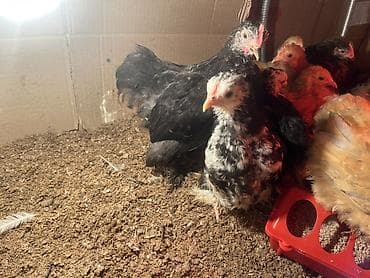 Toyuq cücələri, Damazlıq