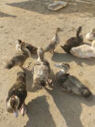 ördək balası satışı: Satılır 2 aylıqdır lal ördəkin balalarıdır 9 dənədir aktivdiler və — 3