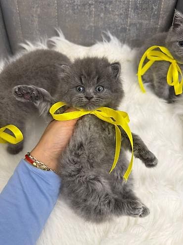 pisiy balasi: Britan — 3