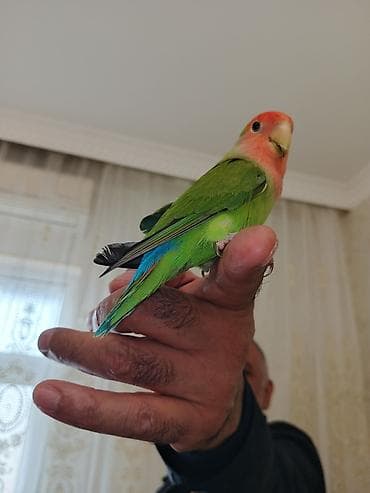 Tutuquşu tam sağlamdır. tək qəfəssiz 60 Azn satılır. ələ gələn quşdu