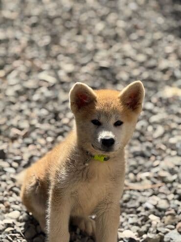 купить хаски щенка: Хаски, 3 месяца, Самка — 1