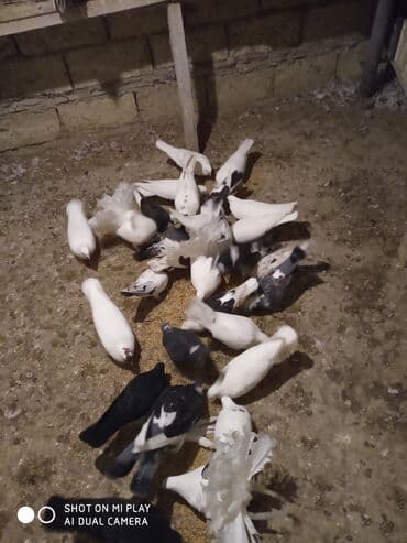 geref quşu: Super göyərçinlər bu yay 7-8 saat uçan Dəniz qırağında gecədən — 3