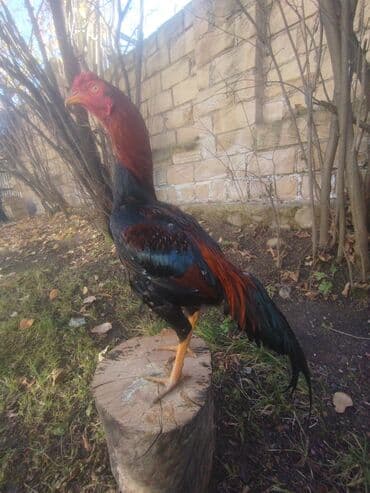 K/t heyvanları üçün mallar: 15 aprel yeni ayılib atlanmayıb barter yoxdur tergidirem deye ucuz — 2