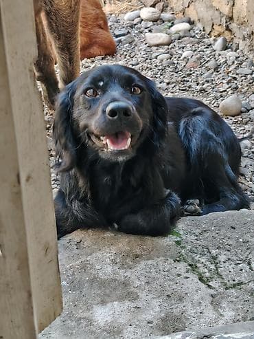 coban iti adlari: Koker spaniyel, 1 il, Dişi — 3