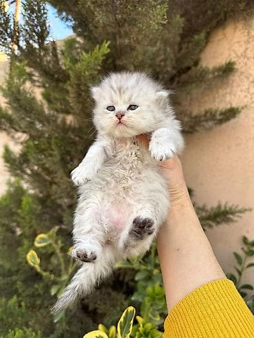 balaca pişikler: Britan — 4