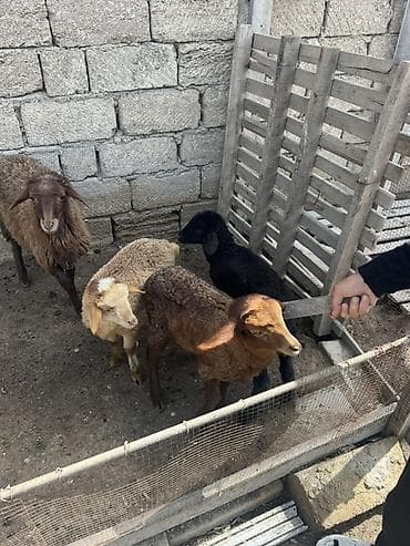 cins heyvanlar: Qoyun və quzu heyvanları - Növ: yerli ətlik/yunlu qoyunlar və quzular — 6