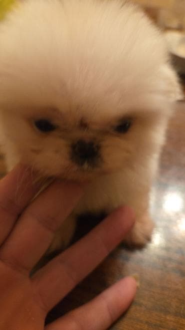 qiz it: Pekines, 2 ay, Peyvəndli — 1