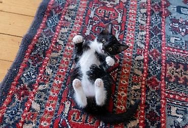 Dişi, Yaxşı əllərə