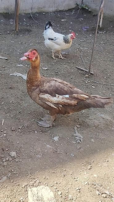 quş qefesleri: 🚨 TƏCİLİ SATILIR 🚨 10 aylıq fərəsə və xoruz satılır. Yanında türk — 3