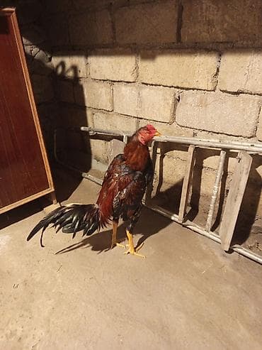 Xoruz, il: <1, Ünvandan götürmə