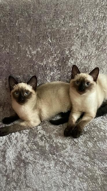 ev heyvan: 🐾 Sağlam və Gözəl Cins Pişik Balaları Satılır! 🐾 Evinizə sevinc — 4