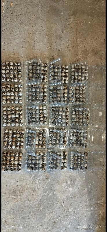 Bıldırcın yumurtaları - Təzə toplanmış, xırda ölçülü, xallı qabıqlı