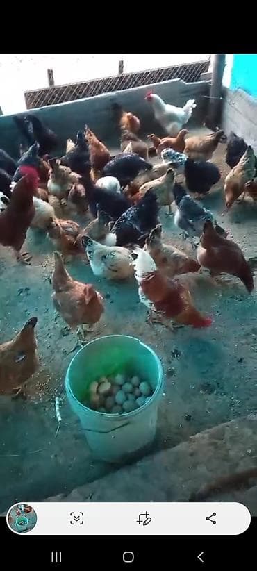 Gəmiricilər: Toyuq, Yumurtalıq — 2