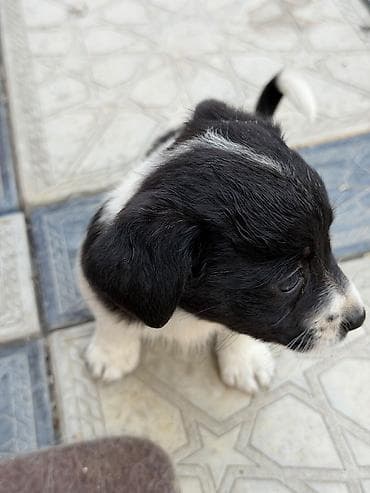 golden balası: Zvonok, 1 ay, Erkək, Ünvandan götürmə — 7
