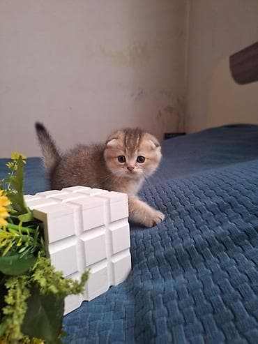 pişiy: Şotland — 2