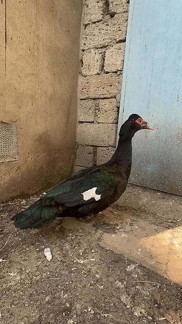 kuban ordəyi: Qara zumrudu lal ördey satilir erkeydi cavan heyvandi qiymeti 60 manat — 4