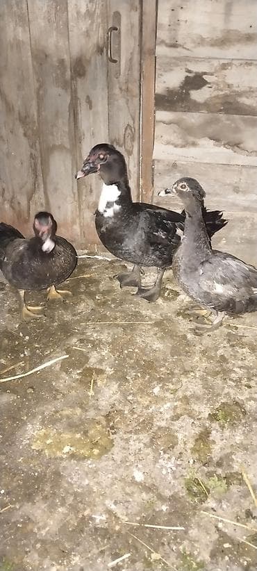 ördəyi: 3 baş Macar ordekleri.2disi 1erkek.Hal hazirda cütləşir.yumutaya — 2