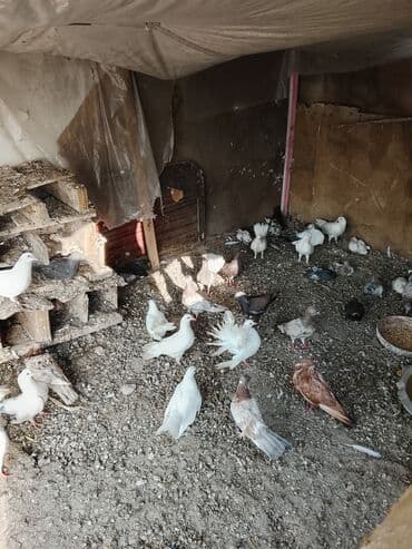 kənd cucəsi: Müxtəlif rənglərdə və cinslərdə göyərçinlər. Ağ, qəhvəyi-ağ, göy-ağ — 13