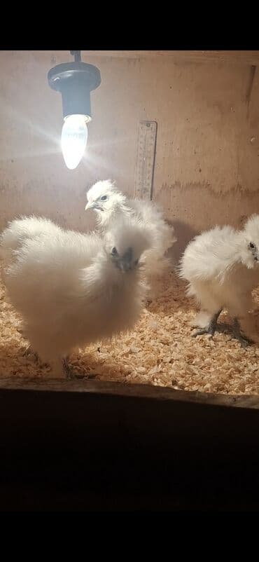 Toyuq cücələri, Damazlıq