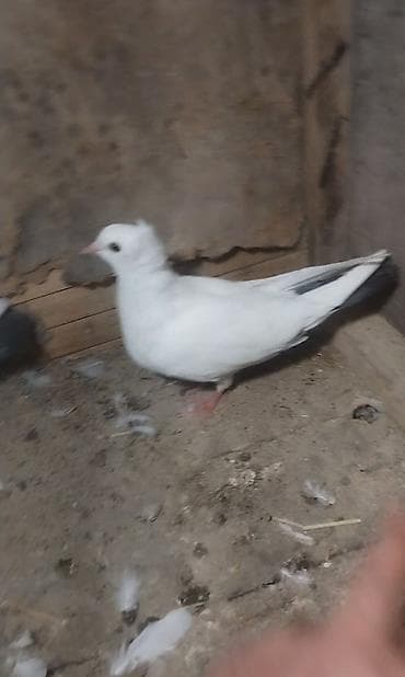 göyerçinlər: Erkey desde goy quyrug kekilidi mayada ortada bir tuk ağ var bor erkey — 3