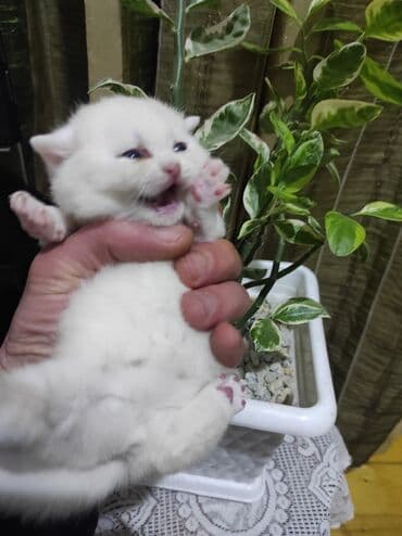 heyvanlara verilen xususi adlar: Erkək — 2